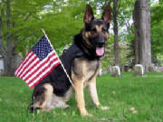 PatrioticBandit.jpg