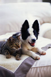 dogcatonbed.jpg