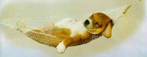 dognap.JPG