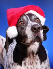 webassets/loggiesantahatW.jpg